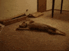 dog dreams GIF