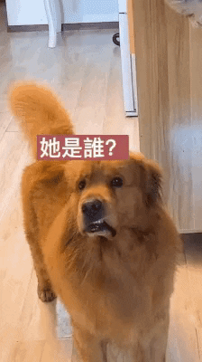 cuteanimalland giphyupload GIF