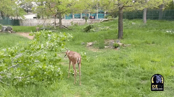 Storm Delivers Tasty Windfall for Antelope at Denver Zoo