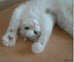 Cat Moving GIF