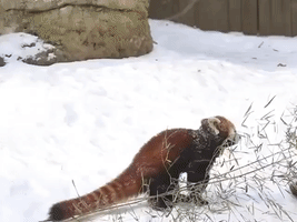 Cincinnati Zoo's Red Pandas Frolic in the Snow
