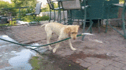 u tried GIF by Digg