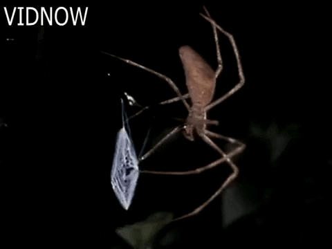 tibipuiu giphygifmaker GIF