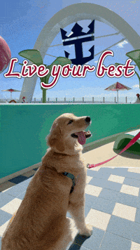 Stay Cruise GIF by Royal Caribbean