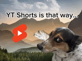 Youtube Dog GIF