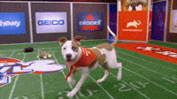 Happy Puppy Bowl Sunday