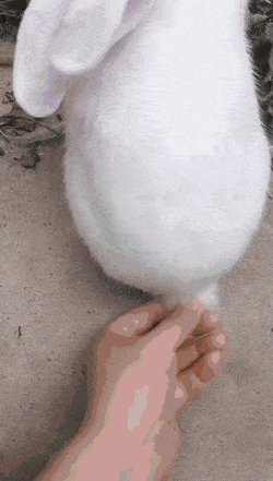 wikitree giphyupload GIF