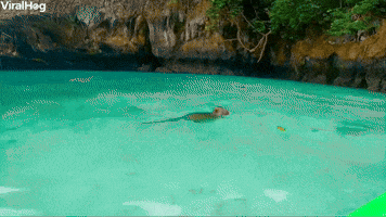 Kayaking with Monkeys