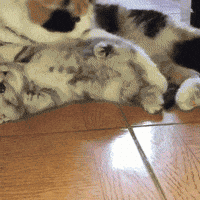 mum GIF