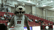 LafayetteLeopards leopard lafayette leopards roll pards GIF