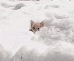 Video gif. Little kitten slowly climbs out of a snow filled pile and suddenly, three more kittens appear.