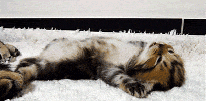 work kitty GIF