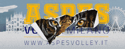 aspesvolley milano volley amore pallavolo GIF