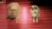dogstep GIF by Mike Diva