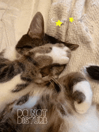 Do Not Disturb Sleeping GIF