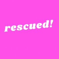 Rmatl GIF by RescueMeATL