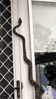 Python Scales House in New South Wales