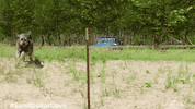 Dog Puppy GIF by Hallmark Channel