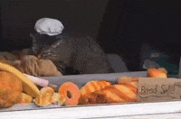 Cat Bread GIF by Respective