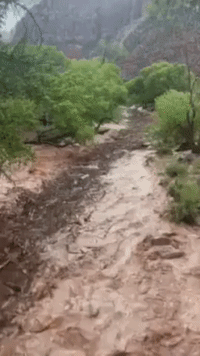Trees and Debris Carried by River Rapids in Zion National Park as Search Continues for Missing Hiker