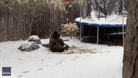 Bear Plays With Soccer Ball as Snow Falls in Colorado Backyard