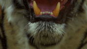 symphony for our world GIF by Nat Geo Wild 
