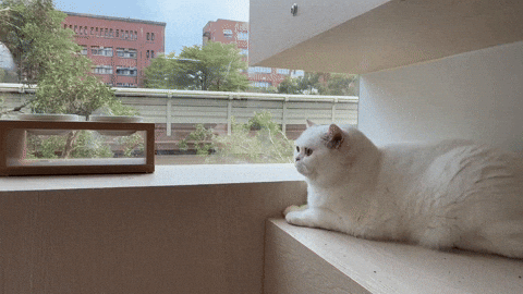 吉貓寓所 GIF by Choc Ye