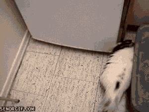 questions fridge GIF by Cheezburger