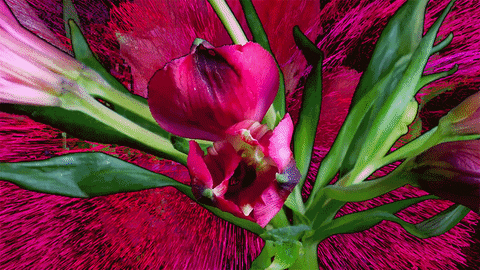 Digital Art Pink GIF by Crystal Beiersdorfer