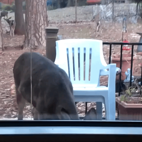 Curious Deer Peers Through Window of Home