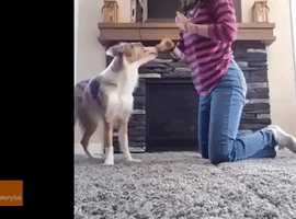 Lava the Dog Does Trust Fall With Owner