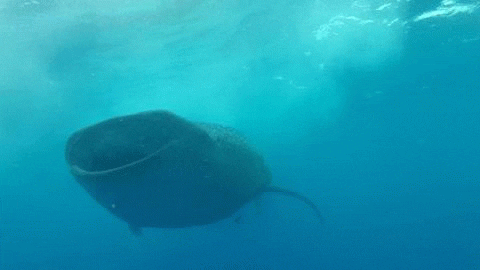whale shark sharks GIF