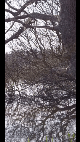 Simongip giphyupload GIF