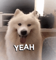 fluffyoppa dog yeah wink samoyed GIF