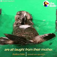 sea otters GIF by The Dodo