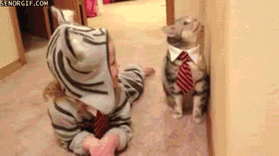 cat costume GIF by Cheezburger
