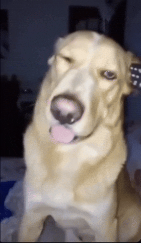 karlikhumlik dog meme what hello GIF