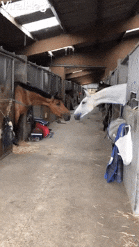 Horses Stretch Across Stable to Be Close