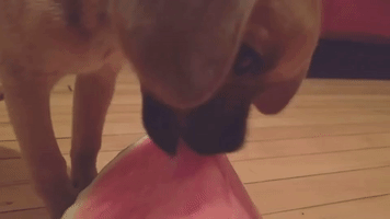 Puppy's First Time Eating Watermelon