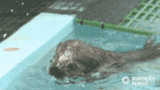 sea otter GIF by Monterey Bay Aquarium