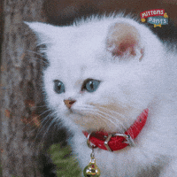 Cat Hello GIF by Mittens & Pants