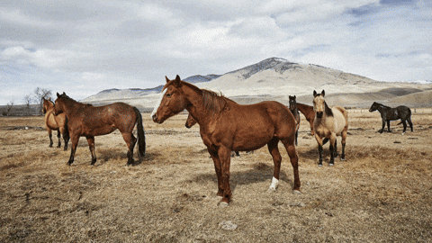 Green Grass Horse GIF by Ariat