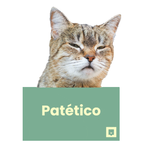 NubikaFormacion giphyupload cat animal gato Sticker
