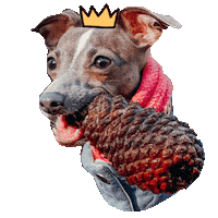 Pinecone Sticker by Desiree