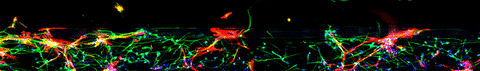 MIMETAS giphyupload science biology neurons GIF