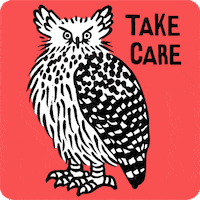 Owl Birds GIF