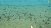 Nat Geo Swimming GIF by National Geographic Channel