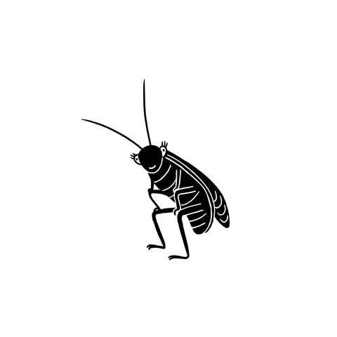Cockroach GIF by Laurène Boglio