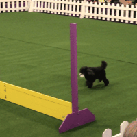 dog show dogs GIF by Westminster Kennel Club