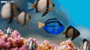 blue planet friends GIF by BBC Earth
